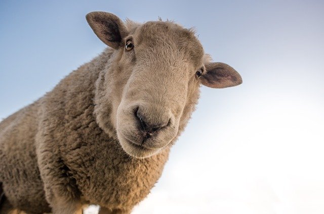 Eid ul Azha aur Hazrat Ibrahim ka Qurbani ka Waqia